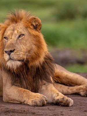 6 Day Tanzania Safaris