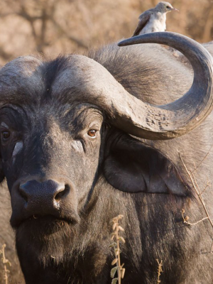 bufalo