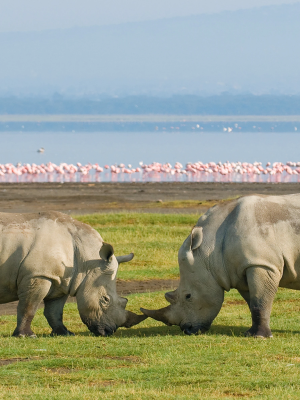 kenya-safari