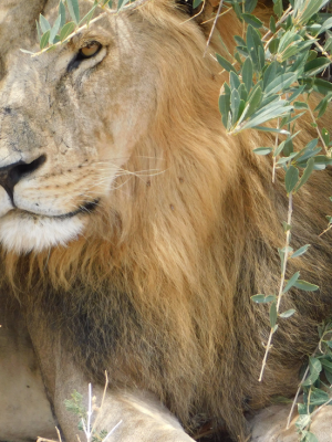 lions