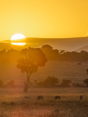 masai-mara