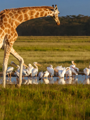 nakuru