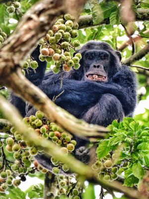 nyungwe-national-park_49198012321_o
