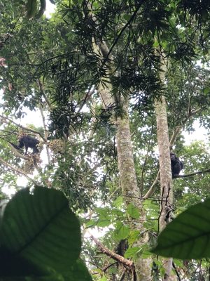 nyungwe-national-park_49198013011_o