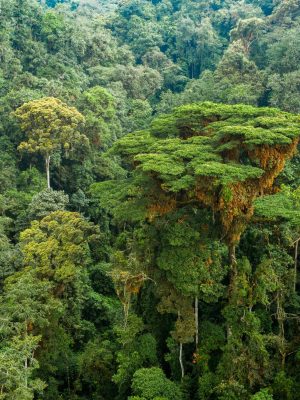 nyungwe-national-park_49198032296_o