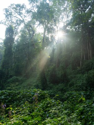 nyungwe-national-park_49198056346_o