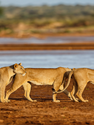 tsavo