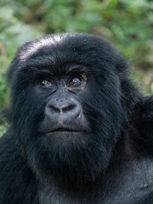 volcanoes-national-park_49198055257_o