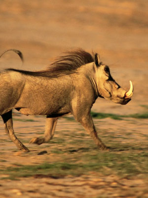 warthogs